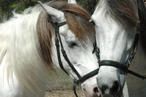 Bitless bridles for both horses
